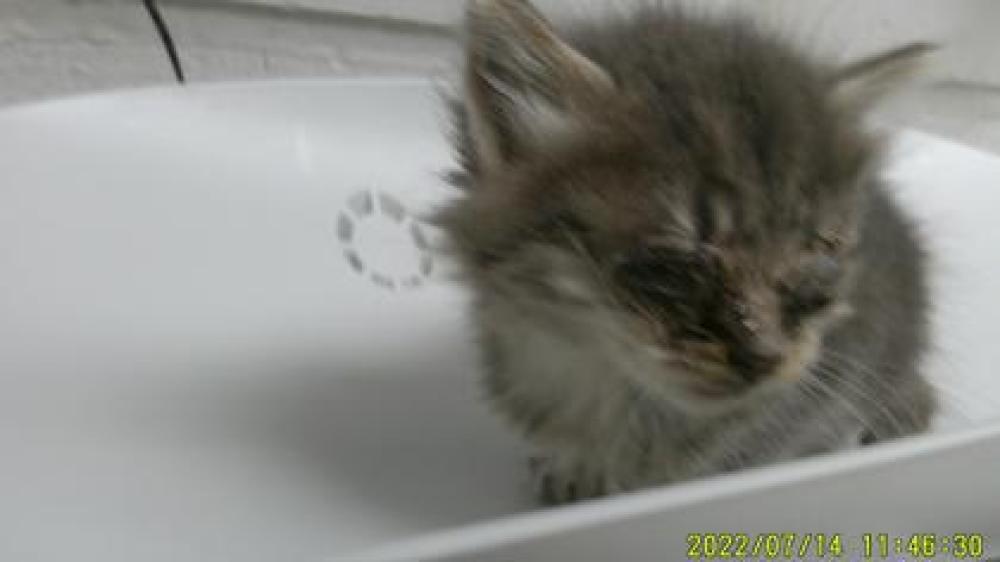 Shelter Stray Female Cat last seen Oakland, CA 94621, Oakland, CA 94601
