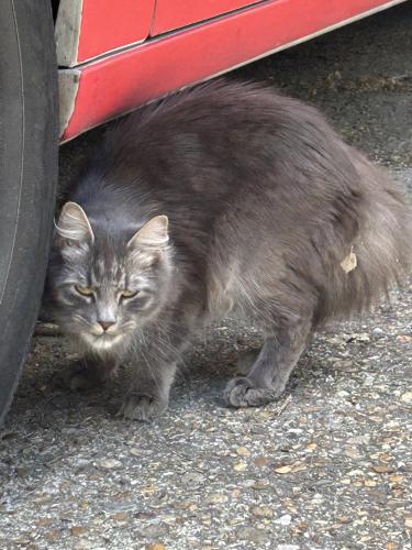 Found/Stray Unknown Cat last seen London bridge/potters road , Virginia Beach, VA 23454