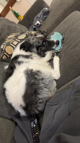 Lost Male Dog last seen Cloverdale and mcmillan, Boise, ID 83713