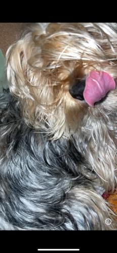 Lost Male Dog last seen Foothill and christy , Los Angeles, CA 91342