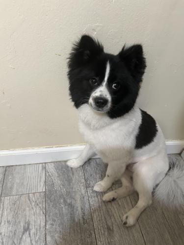 Lost Male Dog last seen San Pablo ave and broadway , San Pablo, CA 94806