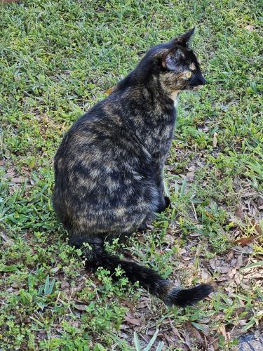 Lost Female Cat last seen s.w 19th Ave. Rd., Marion County, FL 34476