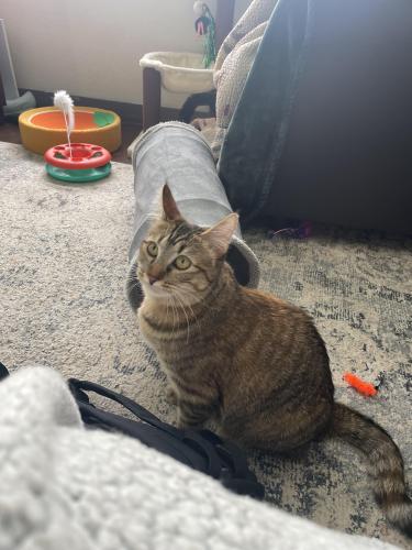 Lost Female Cat last seen Johnston Street and South College near State apmts and the Diary Queen, Fort Collins, CO 80525