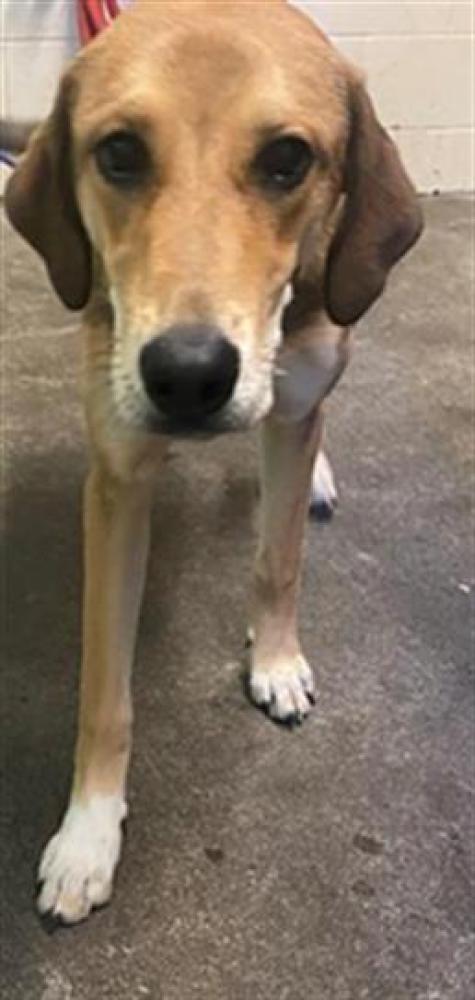 Shelter Stray Female Dog last seen VALLEY HI DR & MACK RD, Sacramento, CA 95818