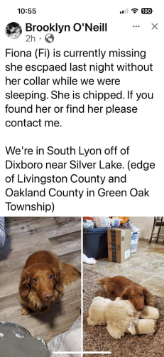 Lost Female Dog last seen Silver Lake Rd., Dixieboro, South Lyon, MI 48178