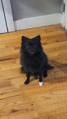 Lost Male Dog last seen Near st gothic dr, Jamaica 11451 NY, Queens, NY 11451