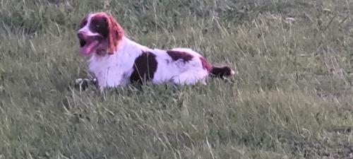 Lost Male Dog last seen Near Stumpridge Rd , Brandon, MS 39047