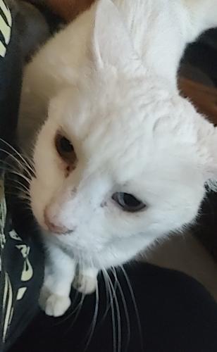 Lost Female Cat last seen 178th and May, Edmond, OK 73012