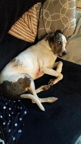 Lost Female Dog last seen FM 135, Troup, TX 75789