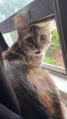 Lost Female Cat last seen 6th Ave and 39th street by Mike's grge, Altoona, PA 16601