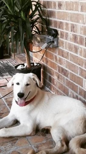 Lost Male Dog last seen Country Road 160 by the bayou. , Alvin, TX 77511