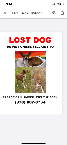 Lost Female Dog last seen Donavan Rd and route 148, North Brookfield, MA 01535
