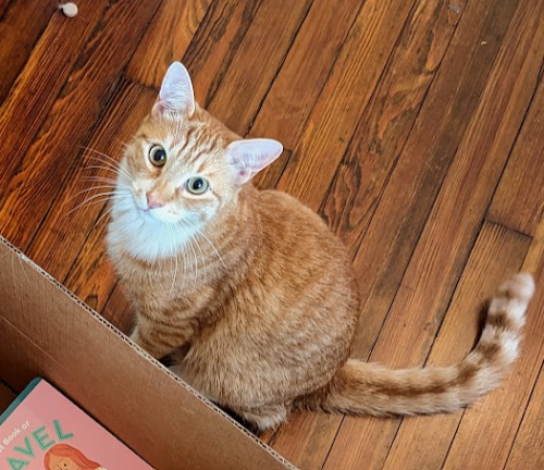 Lost Male Cat last seen Wyoming Ave and 43rd Ave, Nashville, TN 37209