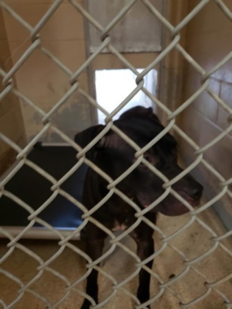 Shelter Stray Female Dog last seen Cincinnati, OH 45231, Cincinnati, OH 45223