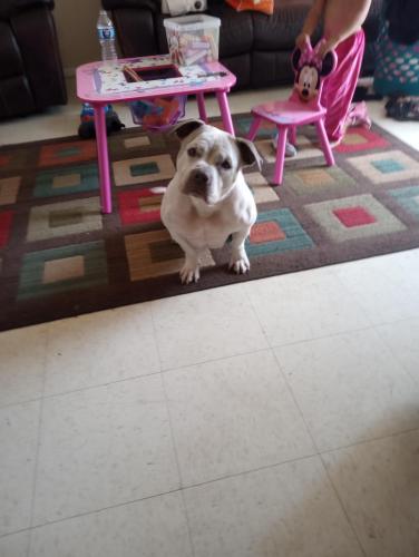 Lost Female Dog last seen Gibson & Carlisle/ Amherst Dr SE & Eastern Ave SE/ Vail AveSE, Albuquerque, NM 87106