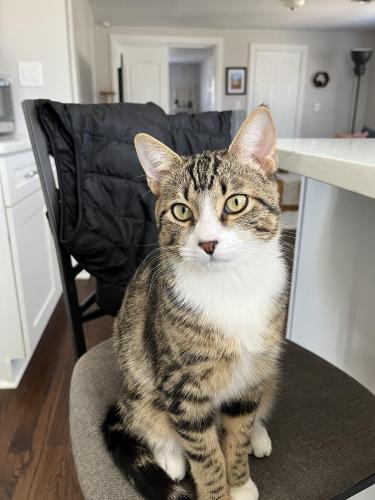 Lost Male Cat last seen Washington St and Florence Ave, Evanston, IL 60202