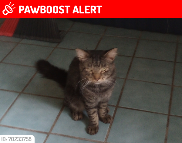 Lost Male Cat last seen E Murray,Rooks, Inverness Highlands North, FL 34453