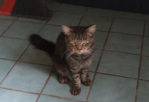 Lost Male Cat last seen E Murray,Rooks, Inverness Highlands North, FL 34453