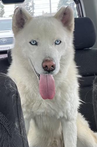 Found/Stray Male Dog last seen Chapman and Victoria Ave. Fullerton, CA, Fullerton, CA 92831
