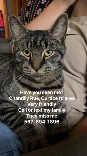 Lost Male Cat last seen Curtice rd , Northwood, OH 43619