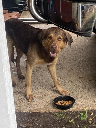 Found/Stray Male Dog last seen Barbara St. and Diane Dr, Mesquite, TX 75149