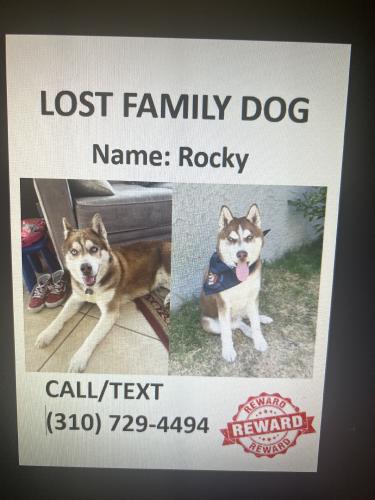 Lost Male Dog last seen Vermont and 48th St, Los Angeles, CA 90037