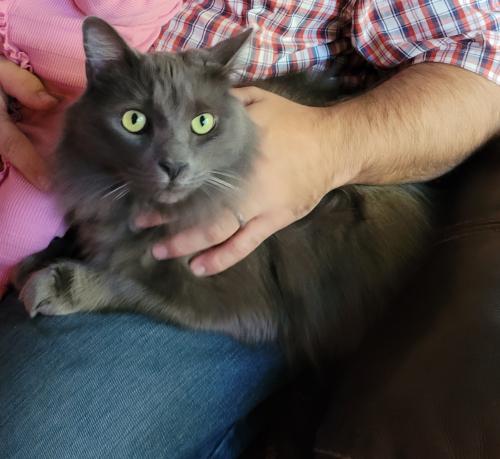 Lost Male Cat last seen Connestee falls clubhouse , Brevard, NC 28712