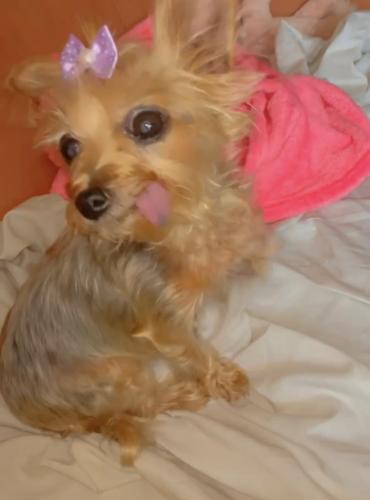 Lost Female Dog last seen Near s Perry Ave. , Chicago, IL 60621
