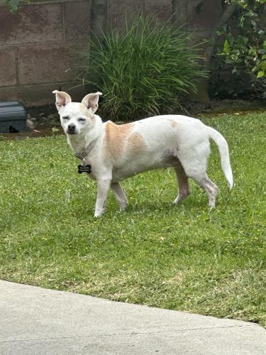 Lost Female Dog last seen Near Lindblade Dr / Washington Blvd, Los Angeles, CA 90066
