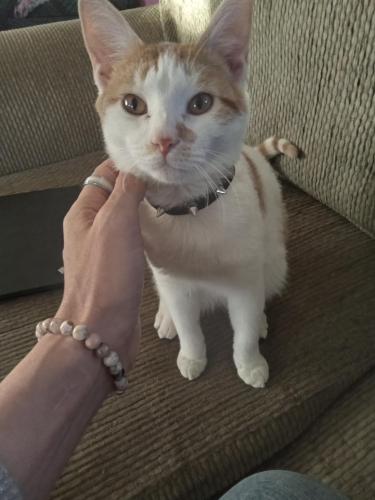 Lost Male Cat last seen Linden and Kansas, Riverside, CA 92507