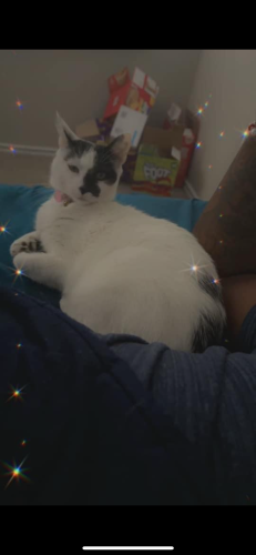 Lost Female Cat last seen Kendall Brook Subdivision, Converse, TX 78109