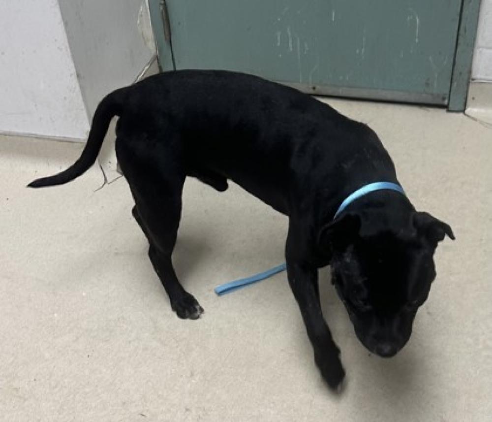 Shelter Stray Male Dog last seen Oakland, CA 94603, Oakland, CA 94601