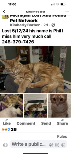 Lost Male Cat last seen Cass Cass Elizabeth , Waterford Township, MI 48328