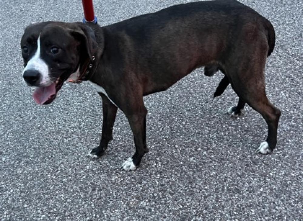 Shelter Stray Male Dog last seen Near Winton Road, Greenhills, OH, Cincinnati, OH 45223