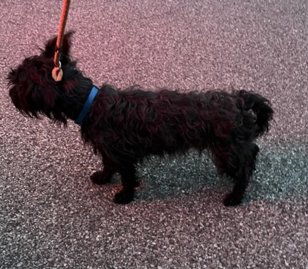 Shelter Stray Male Dog last seen Near Winton Road, Greenhills, OH, Cincinnati, OH 45223