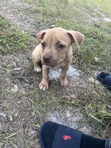 Lost Male Dog last seen O.P Johnson park, St. Cloud, FL 34769