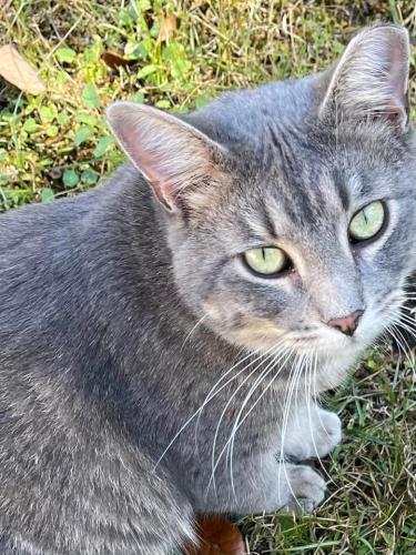 Lost Male Cat last seen Dixon st, Milton, FL 32570