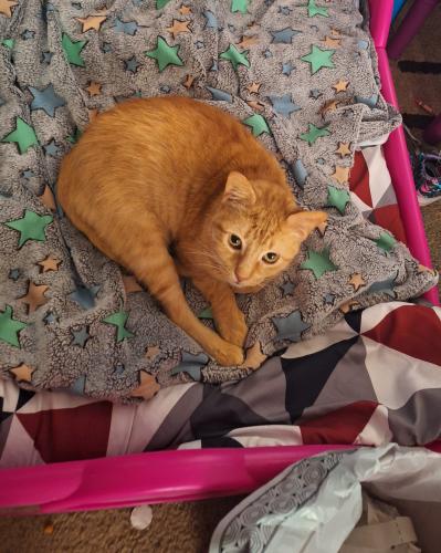 Lost Male Cat last seen Highland Street Forrest Ave US1, Cocoa, FL 32922