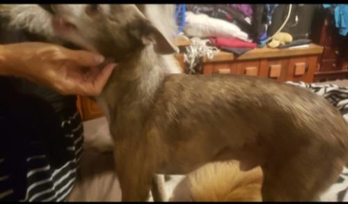 Lost Male Dog last seen 57th and Land Ave, Oklahoma City, OK 73119