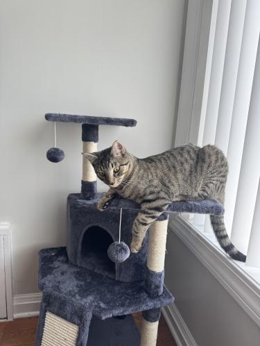 Lost Male Cat last seen Near 187th St, Hollis, NY 11423, Queens, NY 11423