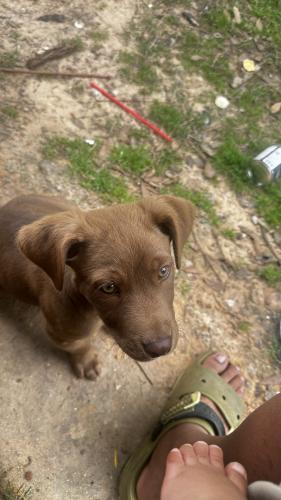 Lost Female Dog last seen Texas ave , Bryan, TX 77803