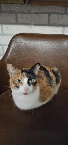 Lost Female Cat last seen 22nd and Oak, Bellwood, IL 60104