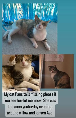 Lost Female Cat last seen Byrd and Grove , Fresno, CA 93725