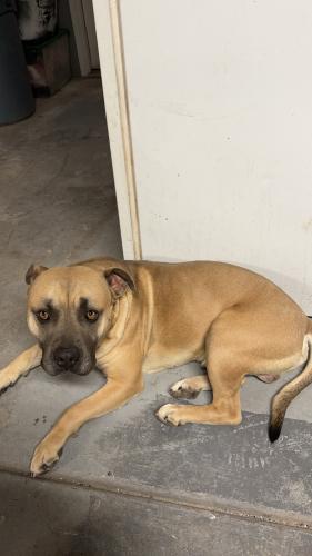Lost Male Dog last seen Rainbow and southern , Rio Rancho, NM 87124