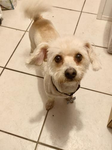 Lost Male Dog last seen Main and Bishop to Flower and Civic Center , Santa Ana, CA 92703