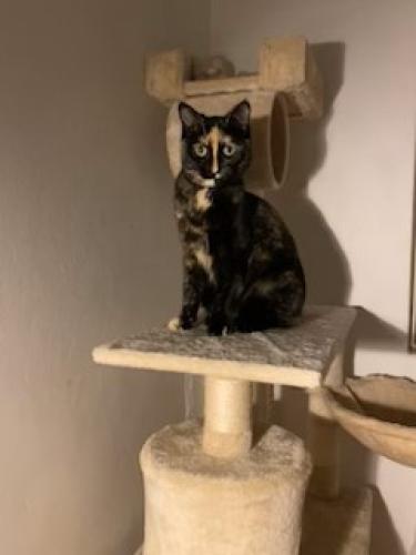 Lost Female Cat last seen Smith St, Eastgardens, Eastgardens, NSW 2036