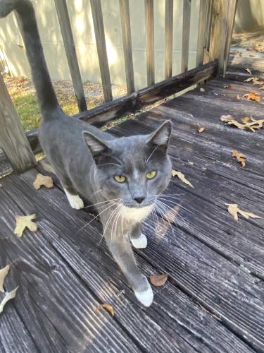 Lost Male Cat last seen Co Rd 12 Arley Al 35541, Winston County, AL 35541