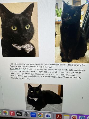Lost Male Cat last seen Near SE polaris way , Hillsboro, OR 97123