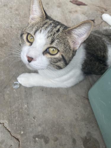 Lost Male Cat last seen Near n county road 1130 , Midland, TX 79706