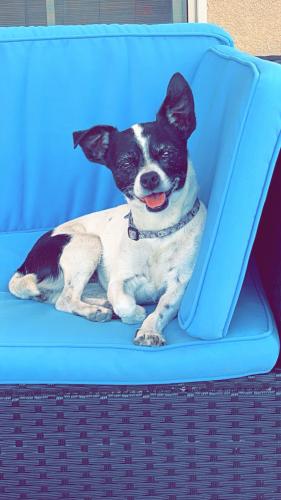Lost Female Dog last seen Barstow and San Francisco , Albuquerque, NM 87109